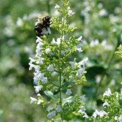 White Cloud Calamintha -Daily Garden Joy Shop white cloud calamintha 1