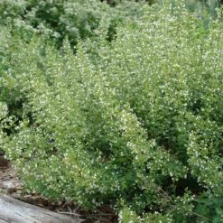 White Cloud Calamintha -Daily Garden Joy Shop white cloud calamintha 2