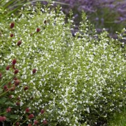 White Cloud Calamintha -Daily Garden Joy Shop white cloud calamintha 3
