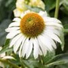 Happy Star Echinacea -Daily Garden Joy Shop white echinacea happy star close up cropped 1