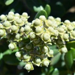 Ice Ballet Swamp Milkweed -Daily Garden Joy Shop white ice ballet milkweed asclep