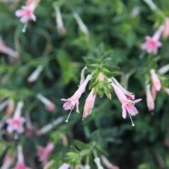 Woody's Peach Surprise Hummingbird Trumpet (Zauschneria) -Daily Garden Joy Shop woody s peach surprise closeup cropped