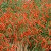 Sky Island Orange Hummingbird Trumpet (Zauschneria) 1 Sky Island Orange Hummingbird Trumpet (Zauschneria) -Daily Garden Joy Shop zauchneria canum v arizonica sky island orange 500