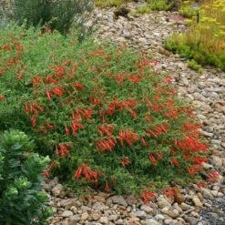 Orange Carpet® Creeping Hummingbird Trumpet (Zauschneria) -Daily Garden Joy Shop zauschneria garrettii orange carpet pat hayward plant select