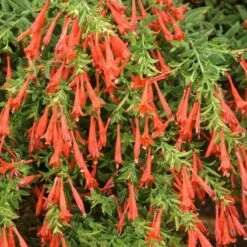 Orange Carpet® Creeping Hummingbird Trumpet (Zauschneria) -Daily Garden Joy Shop zauschneria garrettii orange carpet pat hayward plant select garden